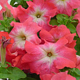 Петуния грандифлора Лимбо Джи Пи	Салмон Морн