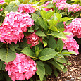 Гортензия крупнолистовая Фриденштейн