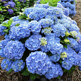 Гортензия крупнолистовая Бодензи