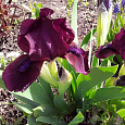 Ирис карликовый Демон Ирис карликовый Демон