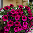 Петуния ампельная F1 Шок Дип Парпл