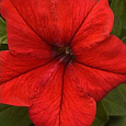 Петуния грандифлора Суперкаскад Ред