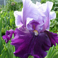 Ирис германский Blue Bird Wine Ирис германский Blue Bird Wine