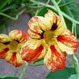 Настурция Языки пламени