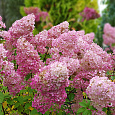 Гортензия метельчатая Rensun