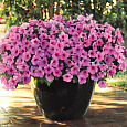 Петуния ампельная F1 Изи Вейв	Пинк Пэшн