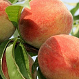 Персик  Золотая Москва