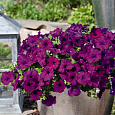 Петуния ампельная Саксесс Виолет