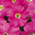 Петуния грандифлора Из Ридер Роуз