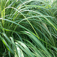 Мискантус китайский Variegatus