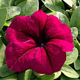 Петуния грандифлора Аладдин Бургунди