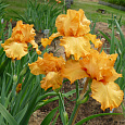 Ирис германский Avalon Sunset