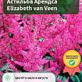 Астильба Арендса Elizabeth van Veen