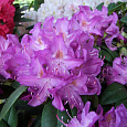 Рододендрон катевбинский Грандифлорум