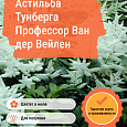 Астильба Тунберга Профессор Ван дер Вейлен Астильба Тунберга Профессор Ван дер Вейлен