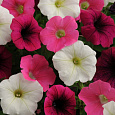 Петуния ампельная F1 Шок Пауэр Микс