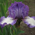 Ирис бородатый Си Джей Ирис бородатый Си Джей