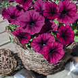 Петуния ампельная Саксесс Бургунди