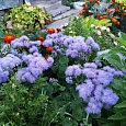 Агератум Голубая норка