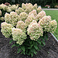 Гортензия метельчатая Ливинг Саммер Сноу