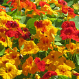 Настурция (Капуцин) махровая, смесь