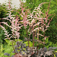 Астильба китайская Chocolate Shogun Астильба китайская Chocolate Shogun