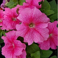 Петуния грандифлора Игл Пинк
