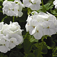 Пеларгония зональная Горизонт Пьюр Вайт