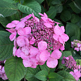 Гортензия крупнолистовая Твист энд Шаут