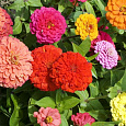 Цинния георгиноцветковая Пепито дварф микс