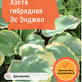 Хоста гибридная Эс Энджел