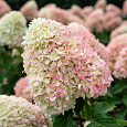 Гортензия метельчатая Ливинг Саммер Сноу