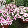 Петуния ампельная Опера Малиновые жилки