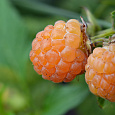 Малина ремонтантная Абрикосовая Малина ремонтантная Абрикосовая