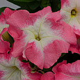 Петуния грандифлора Лимбо Джи Пи	Салмон Морн