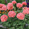 Пеларгония зональная Квантум Салмон