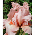 Ирис бородатый Пинк Хорайзон