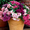 Петуния махровая	Дабл каскад микс