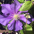 Клематис крупноцветковый Генерал Сикорский