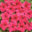 Петуния крупноцветковая Мистрал F1