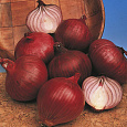 Лук репчатый Ред Барон