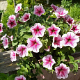 Петуния ампельная Опера Малиновые жилки
