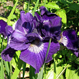 Ирис сибирский Ruffled Plus