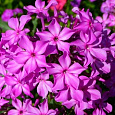 Флокс Метельчатый Гибрид Квасникова