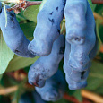 Жимолость съедобная Лебедушка