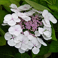 Гортензия крупнолистовая Либелла