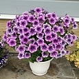 Петуния ампельная F1 Изи Вейв	Плам Вейн