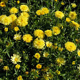 Календула пацифик Бьюти лемон