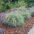 Мискантус китайский Adagio