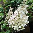 Гортензия метельчатая Кэндэлайт